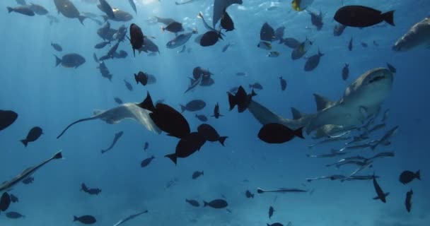 Ныряние Трубкой Тропическими Рыбами Кормящими Акулами Тропическом Море Школа Рыб — стоковое видео