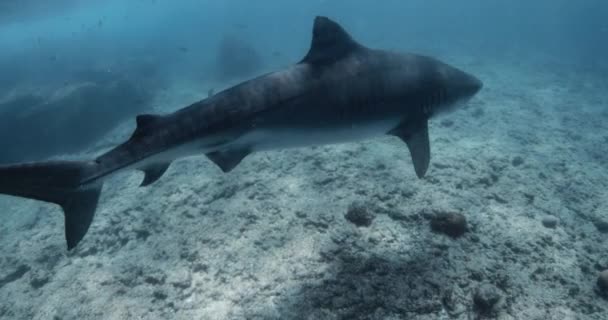 Большая Тигровая Акула Плавает Голубом Океане Прыжки Воду Тигровыми Акулами — стоковое видео