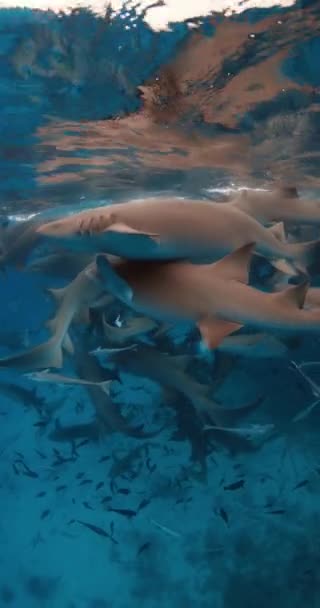 Snorkeling Tropical Fishes Nurse Sharks Tropical Sea School Fish Sharks — Stock Video