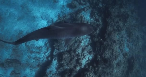 Velký Žralok Tygří Plave Modrém Oceánu Potápění Žraloky Tygřími Maledivách — Stock video