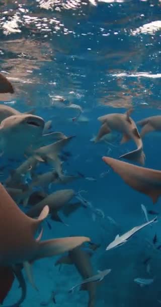 Snorkeling Τροπικά Ψάρια Και Καρχαρίες Νοσοκόμα Στην Τροπική Θάλασσα Σχολείο — Αρχείο Βίντεο