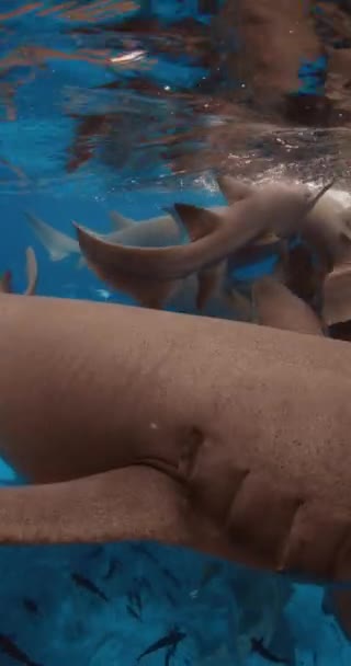 Ныряние Трубкой Тропическими Рыбами Кормящими Акулами Тропическом Море Школа Рыб — стоковое видео