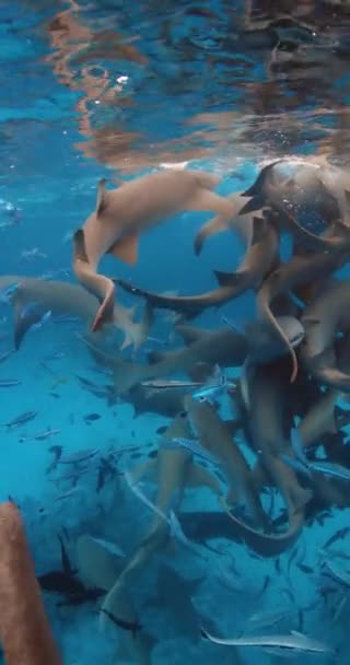 Snorkeling Τροπικά Ψάρια Και Καρχαρίες Νοσοκόμα Στην Τροπική Θάλασσα Σχολείο — Αρχείο Βίντεο