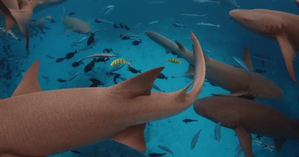 Zbliżenie Widok Rekina Pielęgniarki Tropikalnych Ryb Pod Wodą Błękitnym Oceanie — Wideo stockowe