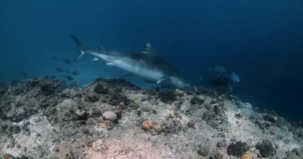 Large Tiger Shark Swimming Blue Ocean Diving Tiger Sharks Maldives — Stock Video