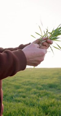 Uzman bir çiftçinin eli büyüdükten sonra kök sağlığını kontrol ediyor sebze ya da bitki tohumu ekiyor. Yüksek kalite 4k görüntü