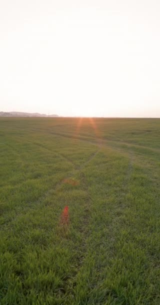 Spacer Wiejskim Polu Rolniczym Wieczornym Słońcem Widok Pionowy Wysokiej Jakości — Wideo stockowe