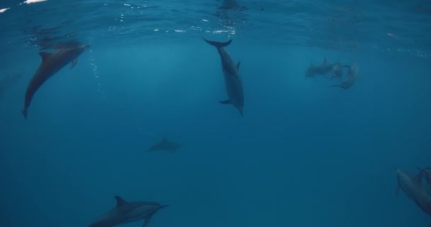 Delfiner Simmar Vattnet Blått Hav Familjen Dolphins Vild Natur Högkvalitativ — Stockvideo