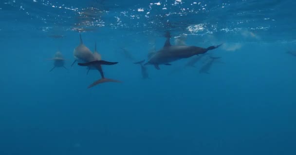 Dolphins Swims Underwater Blue Ocean Dolphins Family Wild Nature High — Stock Video