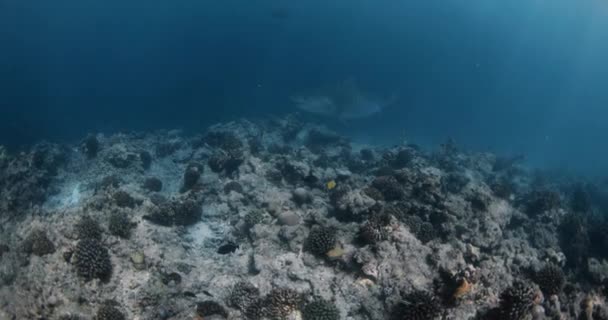 虎鲨或Galeocerdo Cuvier在蓝色的海洋中游泳 在马尔代夫观看虎鲨 高质量的4K镜头 — 图库视频影像