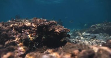 Suyun altındaki resif. Maldivler 'deki mercan resiflerinde balıklar yüzer. Yaşayan güzel mercanlar ve açık denizde yüzen bir sürü balık. Yüksek kalite 4k görüntü