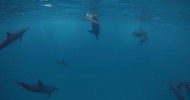 Dalgalı yunuslar yüzerek su altında baloncuk üflüyor, inanılmaz yunus sürüsü mavi okyanus suyunda yüzüyor. Yüksek kalite 4k görüntü