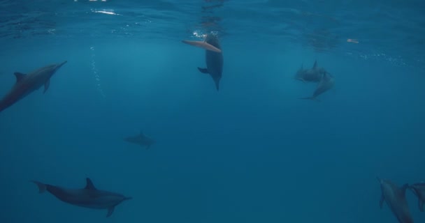 Παιχνιδιάρικα Δελφίνια Κολυμπούν Φυσώντας Φυσαλίδες Κάτω Από Νερό Καταπληκτική Pod — Αρχείο Βίντεο