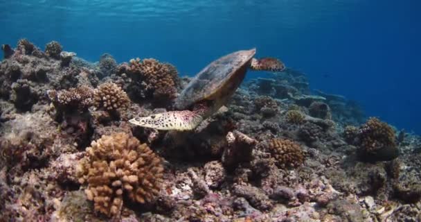 Θαλάσσια Χελώνα Γλιστρά Στον Κοραλλιογενή Ύφαλο Στον Τροπικό Γαλάζιο Ωκεανό — Αρχείο Βίντεο