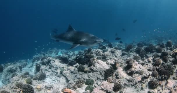 Tigerhaj Ett Spetsrovdjur Havet Dykning Med Tigerhaj Högkvalitativ Film — Stockvideo
