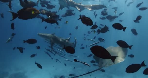 Κολύμπι Τροπικά Ψάρια Και Καρχαρίες Νοσοκόμα Μπλε Θάλασσα Σχολείο Ψαριών — Αρχείο Βίντεο