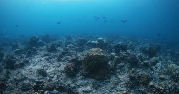 Revet Vattnet Fiskar Simmar Korallrevet Maldiverna Vacker Levande Korall Och — Stockvideo