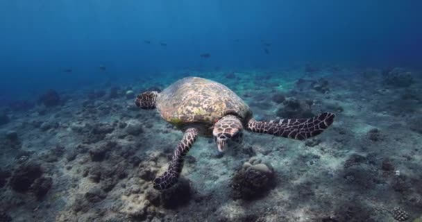 Havssköldpaddan Glider Korallrev Tropiskt Blått Hav Sköldpaddan Simmar Vattnet Kristallklart — Stockvideo