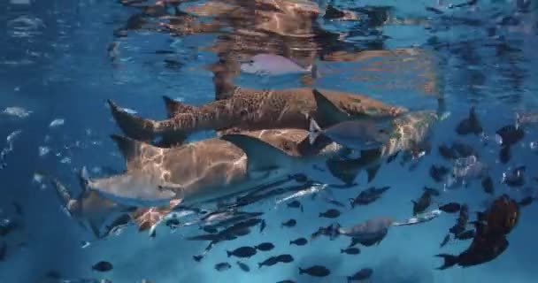 Zbliżenie Widok Rekina Pielęgniarki Tropikalnych Ryb Pod Wodą Błękitnym Oceanie — Wideo stockowe