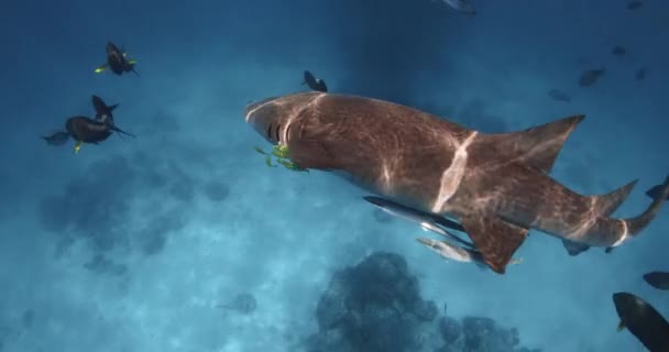 Close Zicht Verpleegster Haai Met Tropische Vissen Onder Water Blauwe — Stockvideo