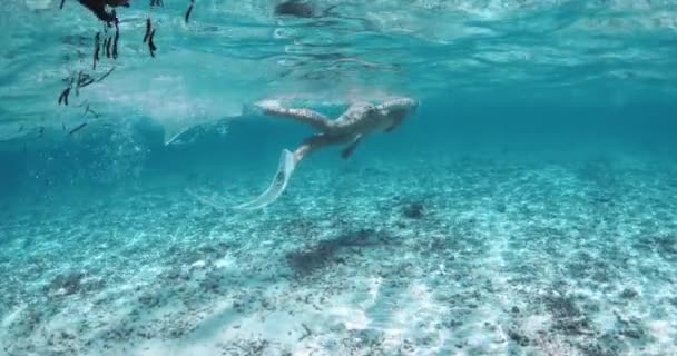 Kvinde Svømmer Udforsker Lavvandede Farvande Vandet Tropisk Hav Snorkling Klart – Stock-video