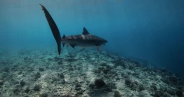 Kaplan köpekbalığı okyanusta bir yırtıcıdır. Kaplan köpekbalığıyla dalış. Yüksek kalite 4k görüntü