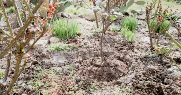 Landscaping Preparing Holes Planting Plants Ground Seasonal Works Garden High — Stock Video