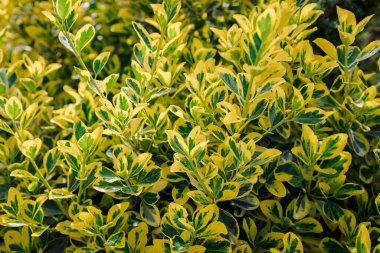 Euonymus fortunei Emerald Gold in garden, variegated foliage clipart