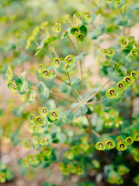 Flowering Wood Spurge Close View Euphorbia Amygdaloides — Stock Photo, Image
