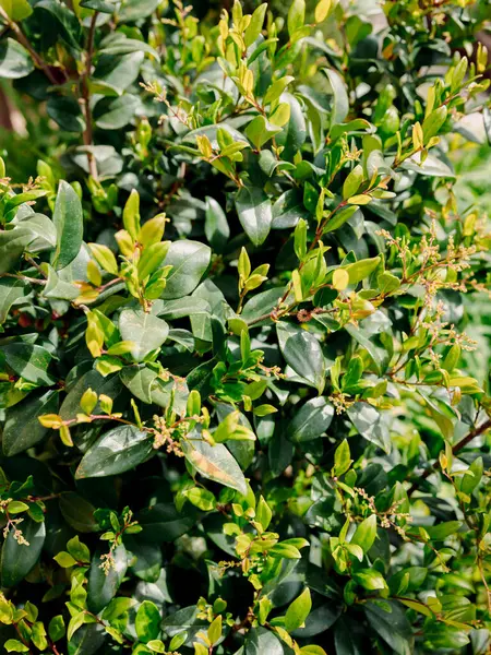 Ligustrum japonicum 'Texanum' yakın plan. Balmumu yapraklı özel bitki