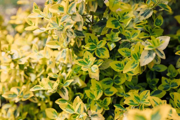 Euonymus Fortunei Emerald Gold Garden Variegated Foliage — Stock Photo, Image