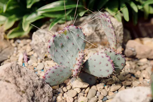 Rare Hybrid Prickly Pear Cactus Purple Edging — Stock Photo, Image