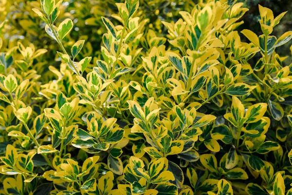 Euonymus Fortei Zümrüt Altın Bahçede, çeşitli yeşillikler