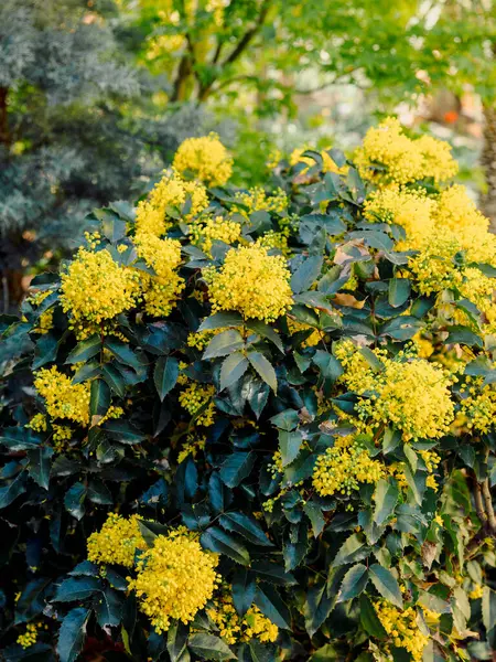 Oregon Druif Met Gele Bloemen Het Voorjaar Close Uitzicht Mahonia — Stockfoto