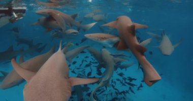 Hemşire köpekbalığının mavi okyanustaki tropik sualtı balıklarıyla yakın görüntüsü. Yüksek kalite 4k görüntü