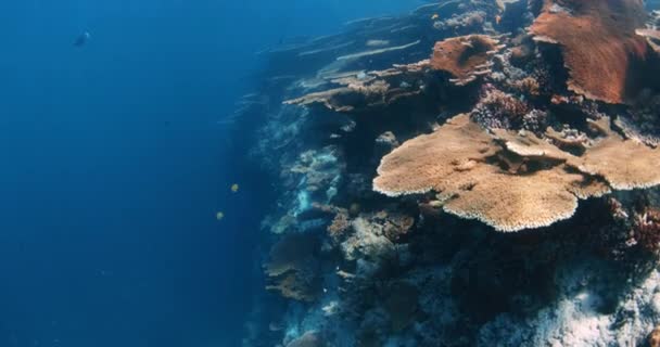 Koraalrif Onder Water Met Tropische Vissen Grootste Harde Koralen Onderwater — Stockvideo