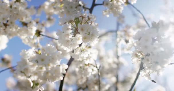 Białe Kwiaty Wiśniowego Kwiatu Wiśniowym Drzewie Zbliżenie Kwitnienie Bia Ych — Wideo stockowe