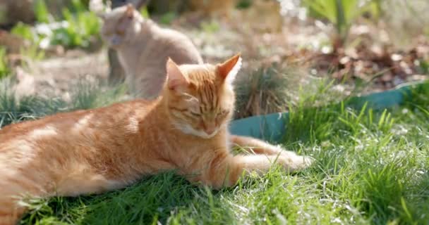 Симпатичный Рыжий Шотландский Кот Отдыхает Саду Заднем Дворе Пушистые Кошки — стоковое видео