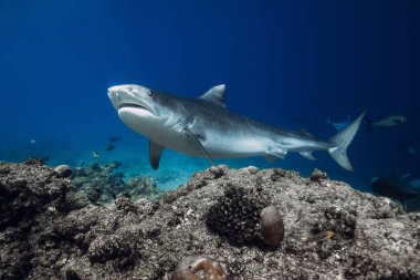 Kaplan Köpekbalığı mavi okyanusa yaklaşıyor. Bahamalar 'da köpekbalıklarıyla dalış