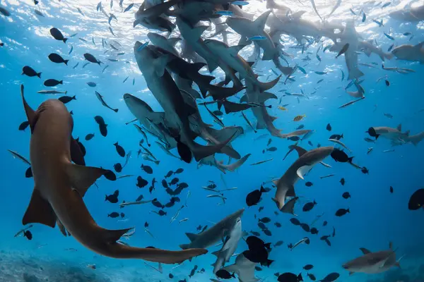 Nager Avec Beaucoup Infirmières Requins Fond Océan Bleu — Photo