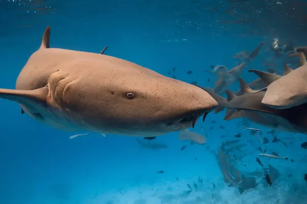 Infirmière Requin Sous Marin Dans Mer Bleue Tropicale — Photo