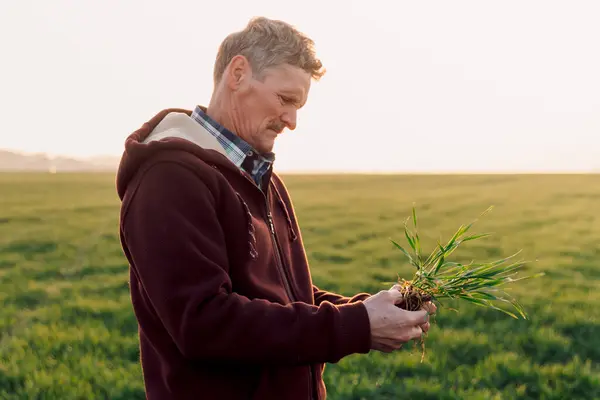 Мужчина Трогает Ростки Пшеницы Поле Фермер Проверяет Здоровье Корней После Стоковое Фото