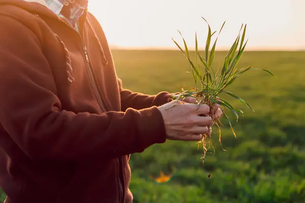 Мужчина Проверяет Ростки Пшеницы Поле Рука Опытного Фермера Здоровьем Корней Стоковое Фото