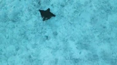 Manta vatozu ya da vatoz balığı tropiklerde şeffaf mavi okyanusta yüzer. Yüksek kalite 4k görüntü