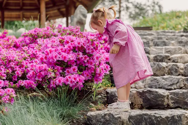 Маленькая Девочка Цветущем Летнем Саду Пахнет Розовыми Цветами Стоковое Изображение