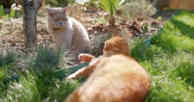 Bahçede rahatlayan sevimli zencefil ve İskoç kedisi. Kürklü kediler çimlerin üzerinde yatar. Yüksek kalite 4k görüntü