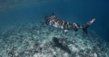 Büyük kaplan köpekbalığı mavi okyanusta yüzüyor. Maldivler 'de kaplan köpekbalıklarıyla dalış. Yüksek kalite 4k görüntü