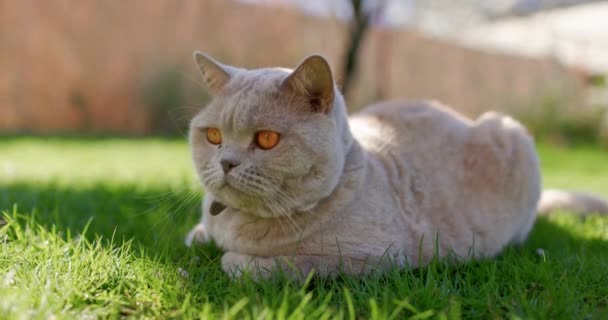 Шотландская Кошка Закрывается Заднем Дворе Серый Пушистый Кот Сидит Лужайке — стоковое видео