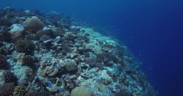 Oceano Azul Profundo Com Recife Coral Movimento Lento Subaquático Mar — Vídeo de Stock