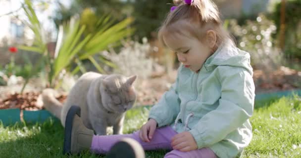 잔디밭에 정원에서 고양이를 귀여운 고품질 — 비디오